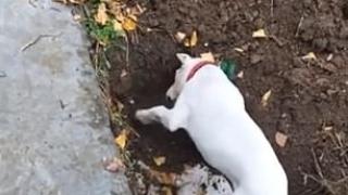 Кученце разкопа гроба на братчето си в опит да го събуди СНИМКИ 