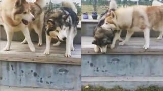 Хъски помогна на слепия си брат да скочи по стълбите и умили мрежата ВИДЕО