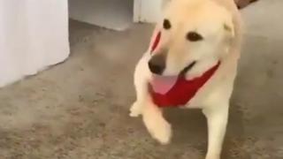 Танцуващ лабрадор стана хит в мрежата ВИДЕО