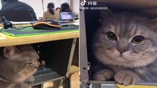 Сладко котенце се оказа и ученолюбиво, ходи на училище всеки ден ВИДЕО