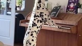 Жена онемя като видя как кучето и свири на пиано ВИДЕО