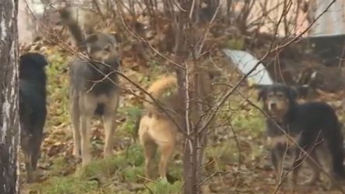 Жена от Костенец държи на нокти цял град, жертвите на безумията й се множат 