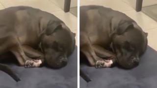 Забавните звуци, издавани от куче насън, разсмяха мрежата ВИДЕО