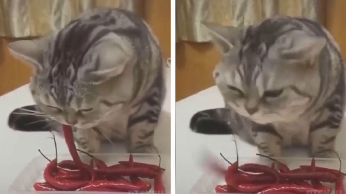 Вижте как котарак похапна люта чушка, но веднага съжали за това ВИДЕО