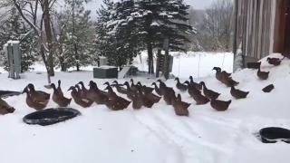  9 милиона вече гледаха това вирусно ВИДЕО с патици на снега