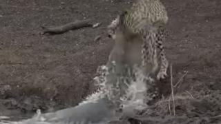 Крокодил хвана най-бързото животно в света, завлече го под вода и го изяде ВИДЕО