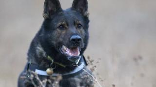 Уникално и единственото по рода си куче у нас има нужда от помощ ВИДЕО