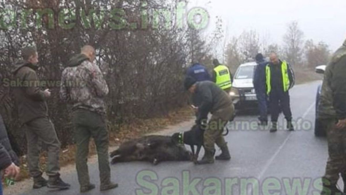 Екшън с ловджии от две дружинки и глиган СНИМКА