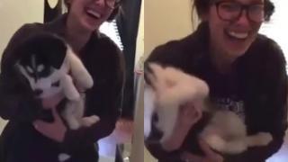 Малко хъски, което не може да вие, плени сърцата на всички в мрежата ВИДЕО