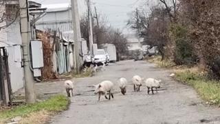 Голямото село: Прасета дефилират в столичен квартал ВИДЕО