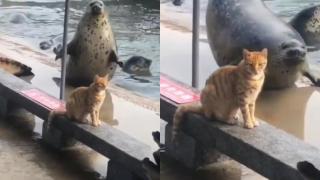 Неуспешните опити на тюлен да покори сърцето на котка бяха запечатани на ВИДЕО