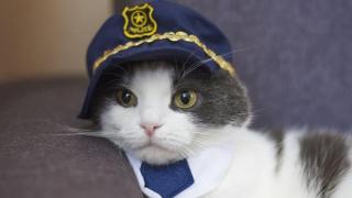 Котки блокираха работата на полицейско управление 