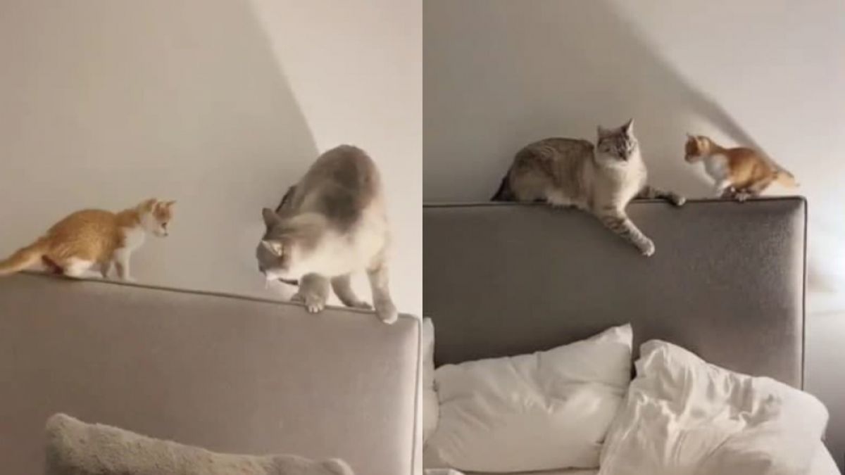 Мигновена карма: Котарак отмъсти на коте, като го научи да „лети“ от леглото