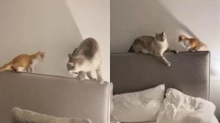 Мигновена карма: Котарак отмъсти на коте, като го научи да „лети“ от леглото