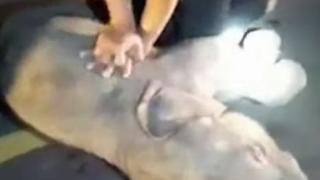Изкуствено дишане на пътя спаси слонче от сигурна смърт ВИДЕО 