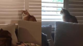 Забавно: Най-упоритата котка в света бе запечатана на ВИДЕО
