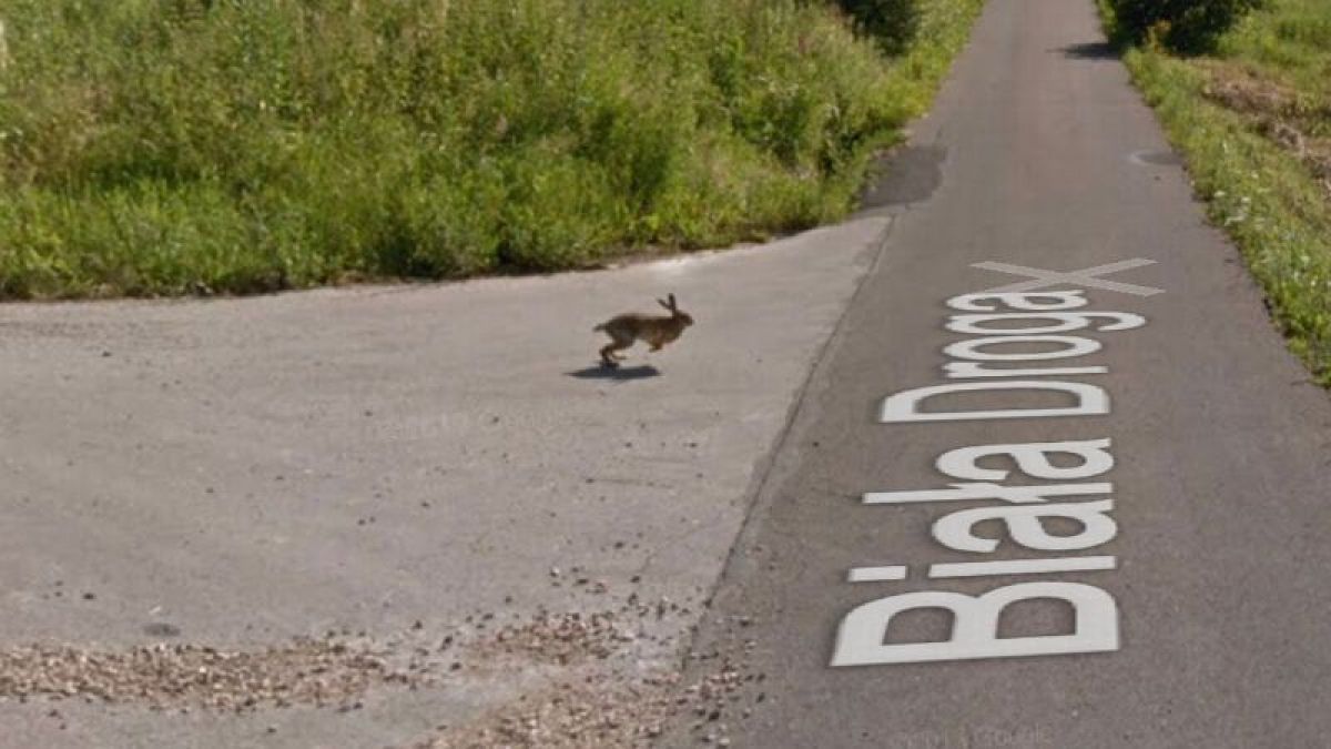 Грешка в матрицата: Google maps засне заек, който хвърчи високо в небето ВИДЕО