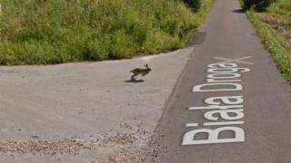 Грешка в матрицата: Google maps засне заек, който хвърчи високо в небето ВИДЕО