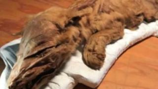 Златотърсач се натъкна на сензационна находка на 56 000 години СНИМКИ