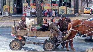 Всички в Кърджали пропищяха от каручката на Банго, но този път той смая всички СНИМКА