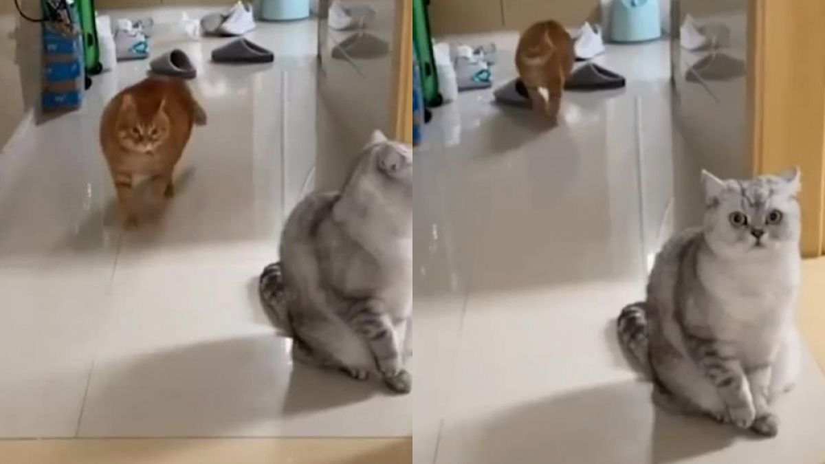 Котка покори интернет с дръзката си походка ВИДЕО