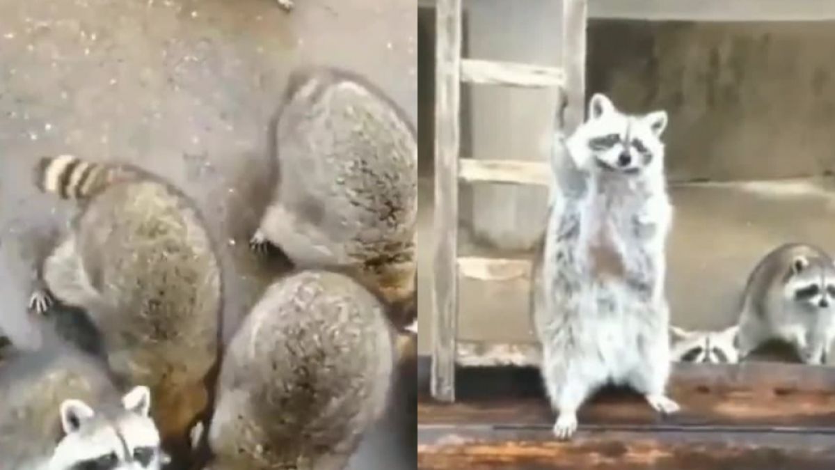 Възпитан и съобразителен енот разсмя мрежата ВИДЕО