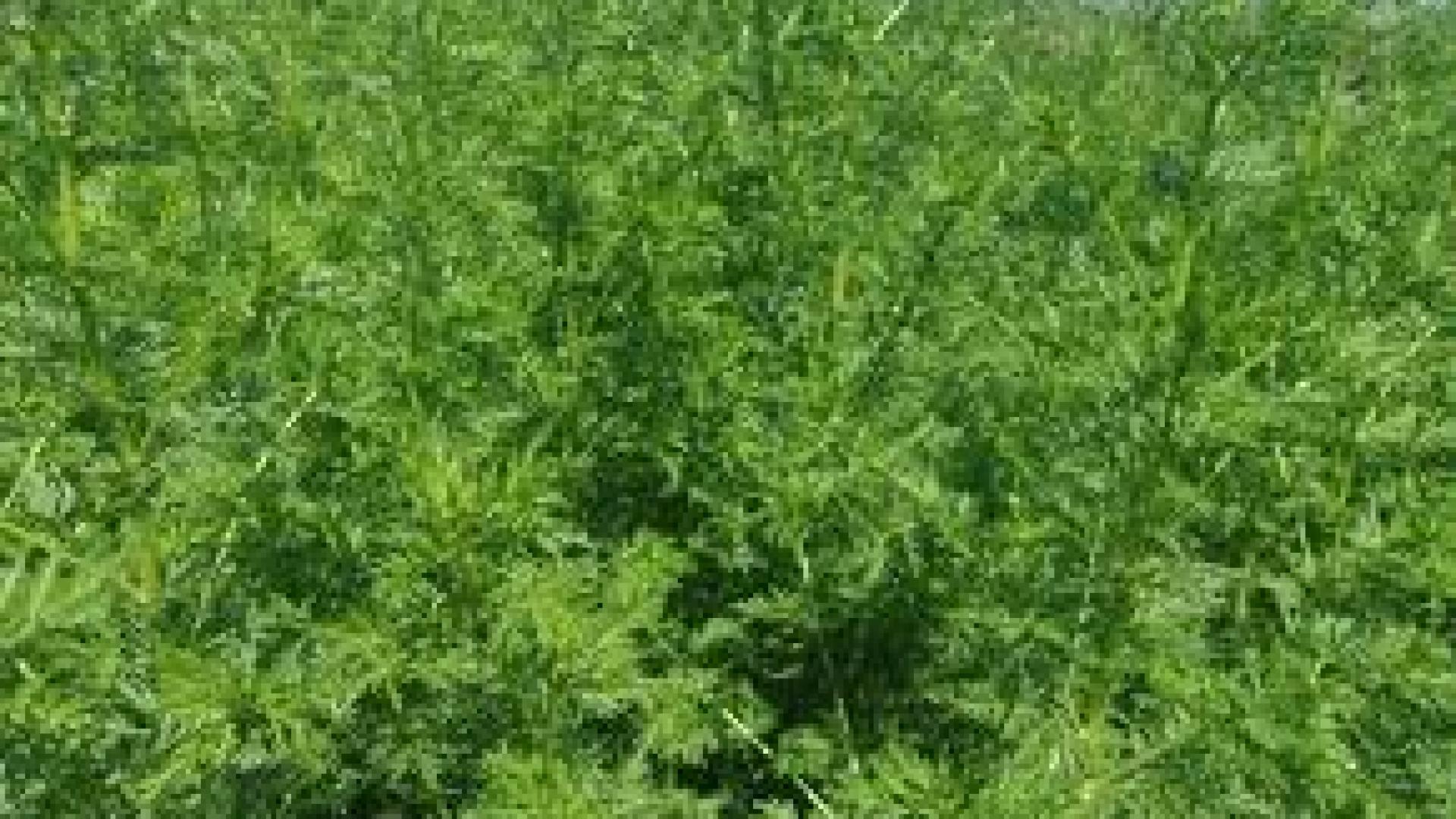 US учени: Билка, която расте обилно в България, мачка К-19