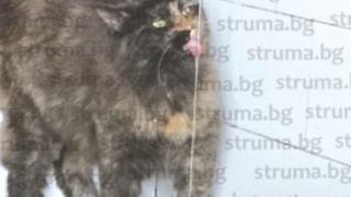 Котката на баба Дешка ококори цяло село с нестандартните си навици СНИМКА 