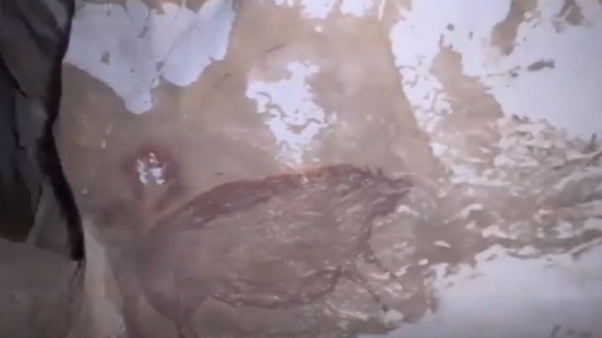 Откриха най-старата пещерна рисунка в света