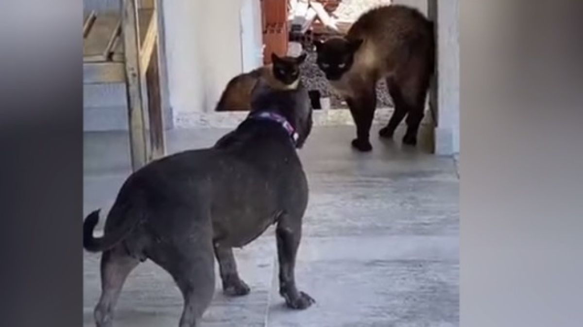 ВИДЕО запечата епична конфронтация между куче и две котки 