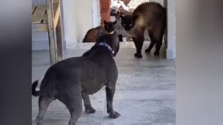 ВИДЕО запечата епична конфронтация между куче и две котки 