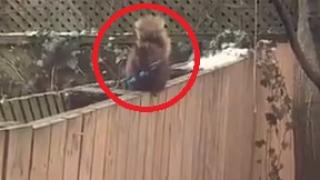 Шок! Андреа излезе на двора и видя катерица, въоръжена с нож ВИДЕО