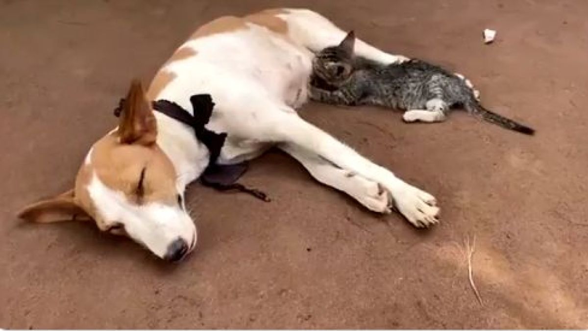 ВИДЕО с кучка, която кърми коте, взриви мрежата 
