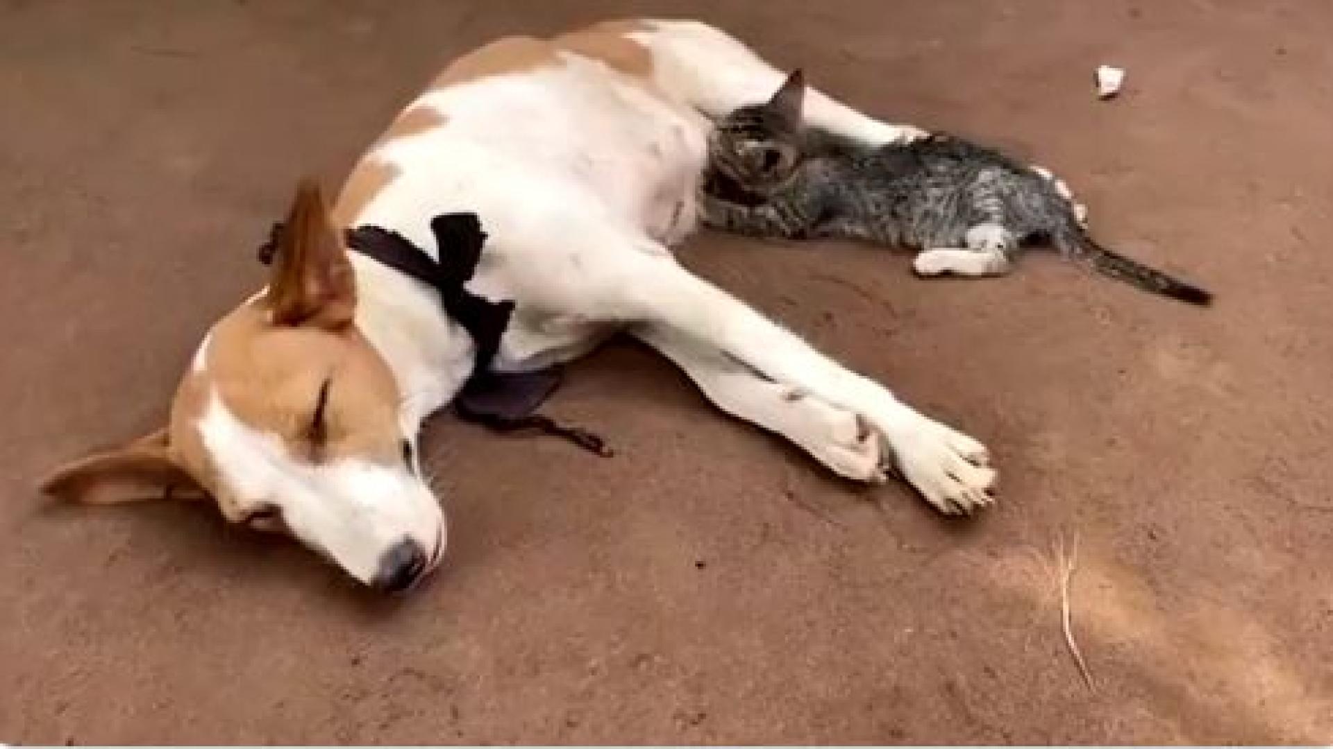 ВИДЕО с кучка, която кърми коте, взриви мрежата 