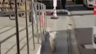 Историята на кучето Бонджук трогна цял свят ВИДЕО