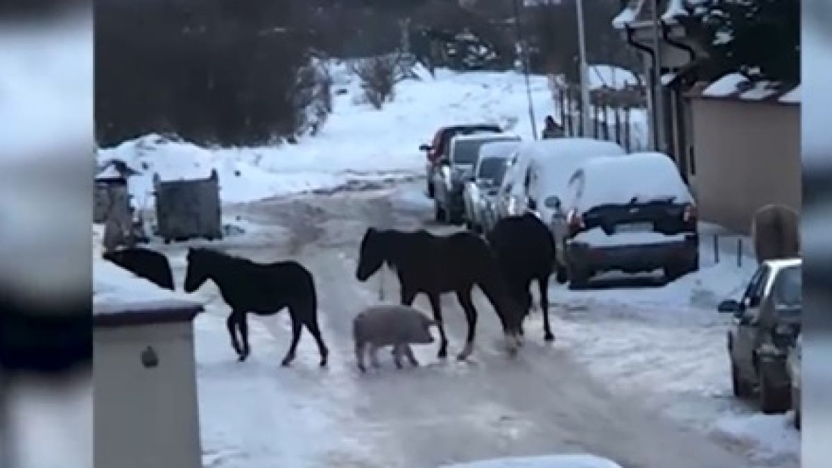 Пълен абсурд в ”Дървеница” : Къдраво прасе стана водач на стадо коне ВИДЕО