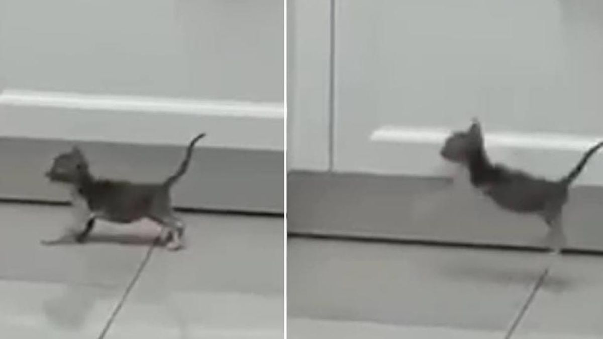 Котенце разсмя абонатите с това, което направи ВИДЕО