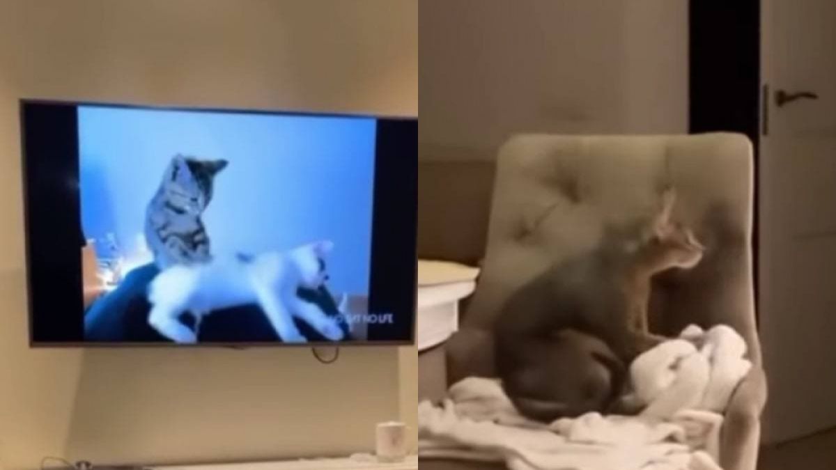 ВИДЕО запечата как котарак се обучава дистанционно да прави масажи 