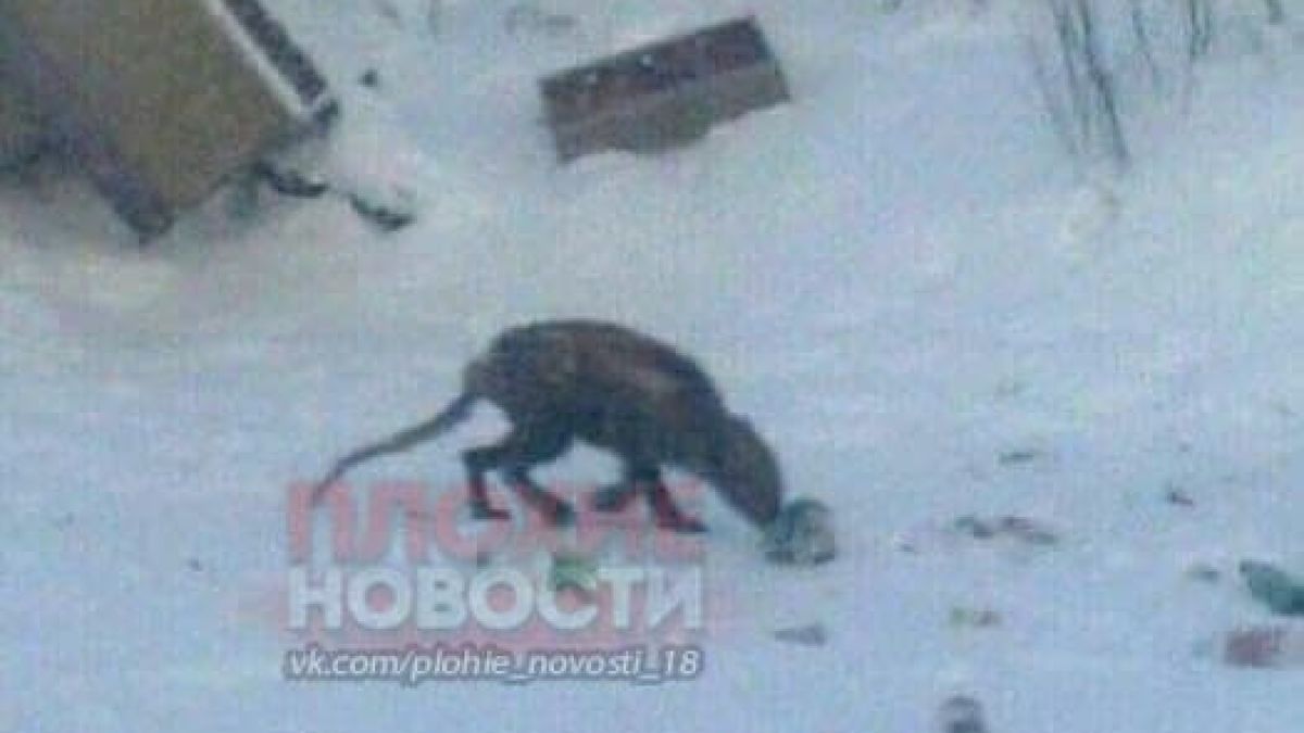 Гигантски плъх или Чупакабра: Заснеха зловещ звяр в Русия СНИМКИ 18+