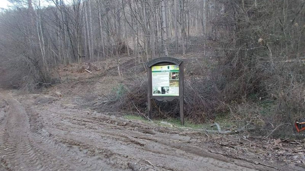 Поредна варварска свинщина в Странджа! СНИМКА