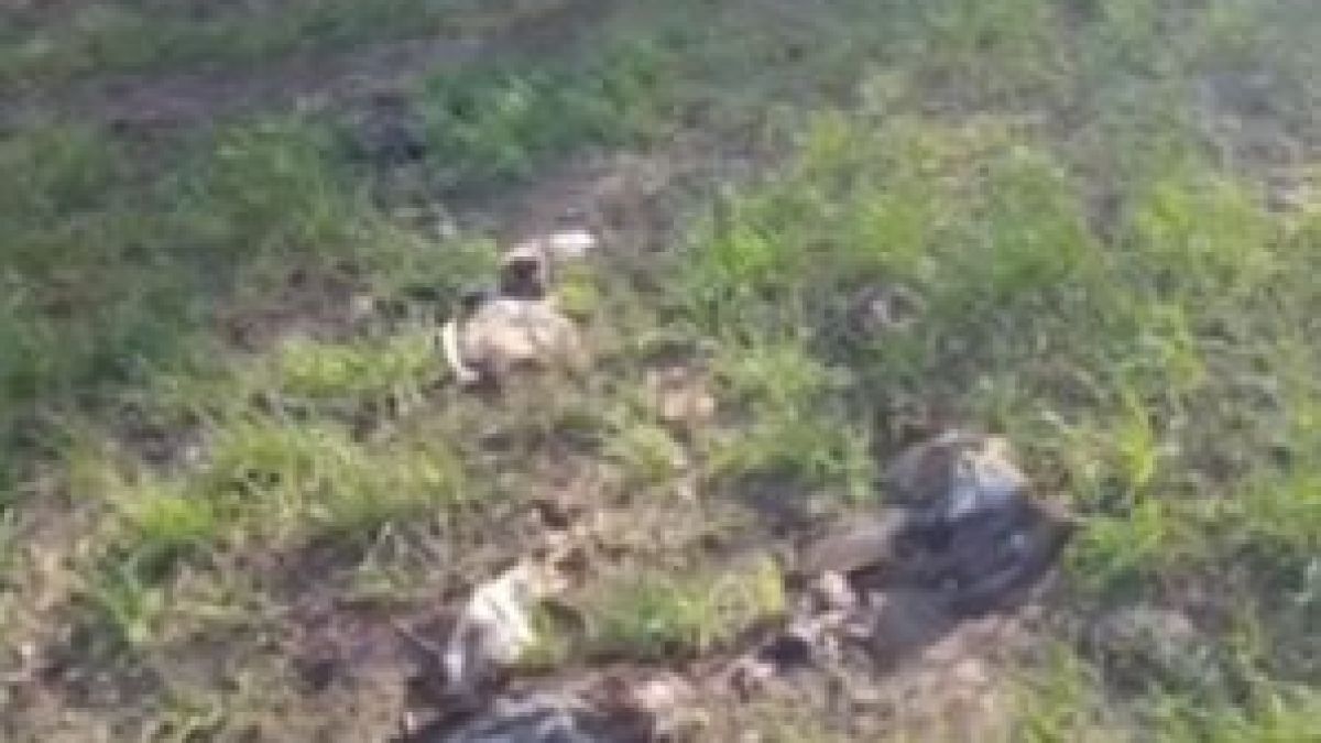 Труп след труп падат край Черноморец, какво се случва?! ВИДЕО