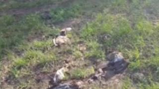 Труп след труп падат край Черноморец, какво се случва?! ВИДЕО