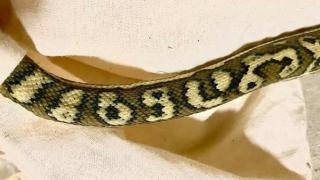 Ловец на змии изгуби съня си след сблъсък с уникален питон СНИМКИ 