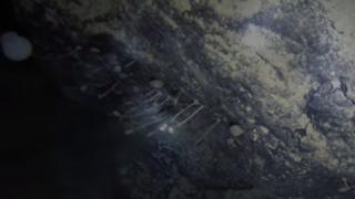 Сензация! Случайно откриха нови форми на живот под леда на Антарктида ВИДЕО