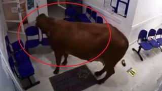 Крава нахлу в Спешно отделение на болница и стана страшно ВИДЕО
