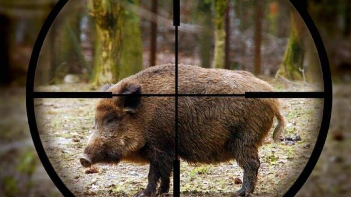 Големи авджии тръгнаха на лов за глигани и стана много лошо