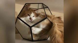 Запечатаха на ВИДЕО още едно доказателство, че котките са течни