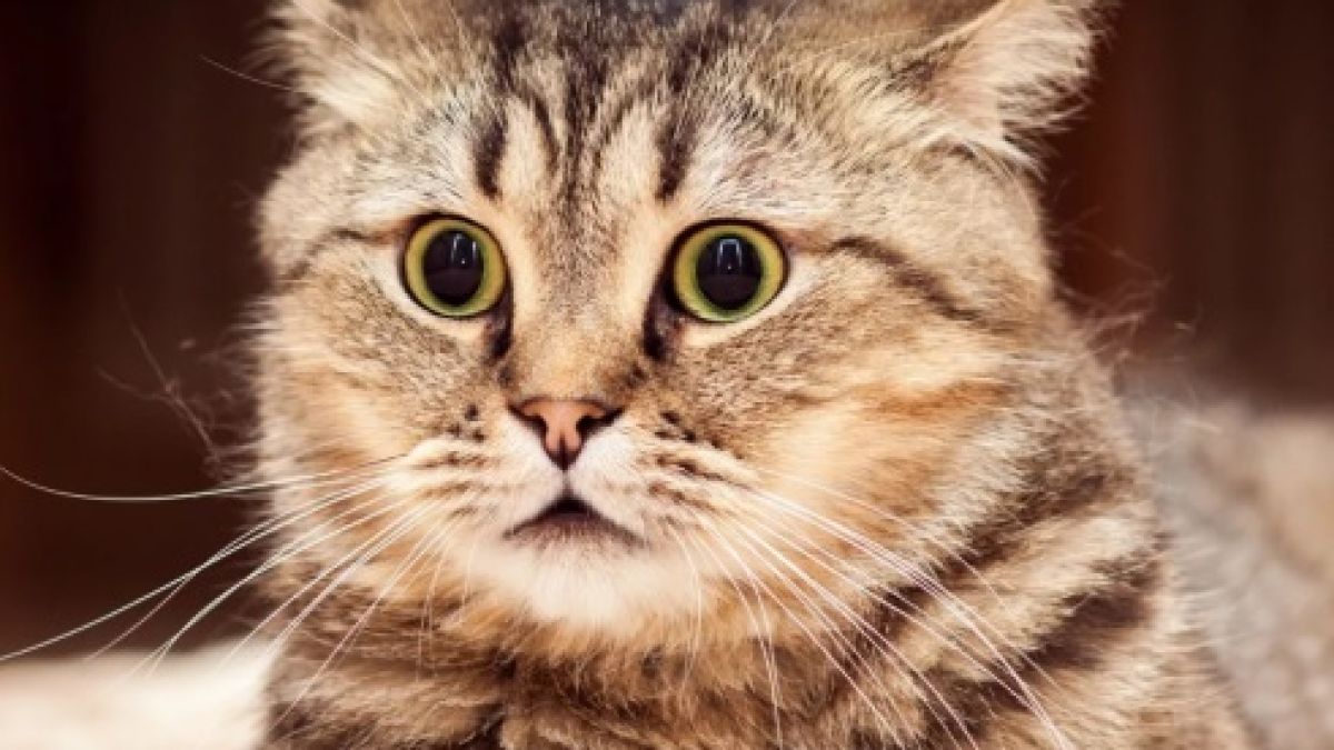 Котарак, изплашен от аларма, разсмя до сълзи интернет ВИДЕО