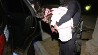 Простреляха мъжа, който разхожда кучетата на Лейди Гага и откраднаха любимците й СНИМКИ