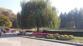 Масова сеч в Южния Парк в София